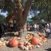 Cinderella’s Pumpkin Village, Dallas Arboretum, pumpkin patch, pumpkin village, Halloween, pumpkins