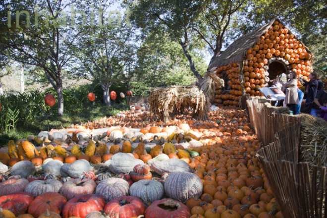 Cinderella’s Pumpkin Village, Dallas Arboretum, pumpkin patch, pumpkin village, Halloween, pumpkins