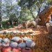 Cinderella’s Pumpkin Village, Dallas Arboretum, pumpkin patch, pumpkin village, Halloween, pumpkins