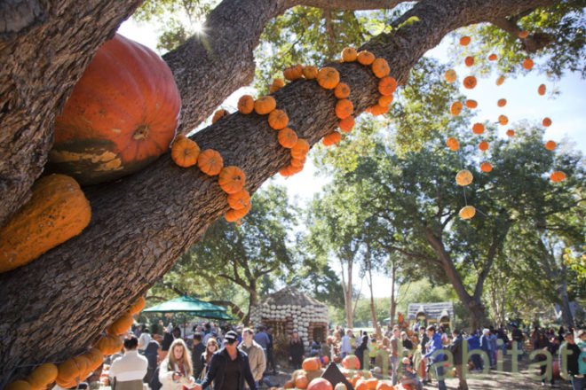 Cinderella’s Pumpkin Village, Dallas Arboretum, pumpkin patch, pumpkin village, Halloween, pumpkins