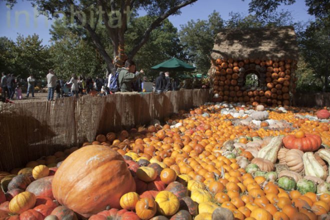 Cinderella’s Pumpkin Village, Dallas Arboretum, pumpkin patch, pumpkin village, Halloween, pumpkins