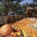 Cinderella’s Pumpkin Village, Dallas Arboretum, pumpkin patch, pumpkin village, Halloween, pumpkins