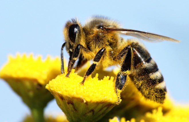 university of sheffield, university of sussex, honey bees, bees, flying robots, artificial intelligence, honey bee brain, robots, drones, virtual systems