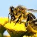 university of sheffield, university of sussex, honey bees, bees, flying robots, artificial intelligence, honey bee brain, robots, drones, virtual systems