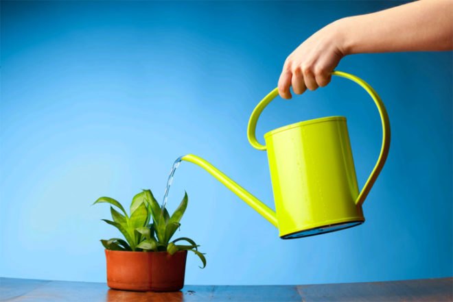 greywater, 7 Easy Ways To Save Water in Your House, How to save water in your home, saving water, save water, use greywater to water plants,water savings, water conservation, green design, eco design, sustainable design, how to save water, world water crisis, water shortage, save water