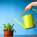greywater, 7 Easy Ways To Save Water in Your House, How to save water in your home, saving water, save water, use greywater to water plants,water savings, water conservation, green design, eco design, sustainable design, how to save water, world water crisis, water shortage, save water