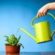 greywater, 7 Easy Ways To Save Water in Your House, How to save water in your home, saving water, save water, use greywater to water plants,water savings, water conservation, green design, eco design, sustainable design, how to save water, world water crisis, water shortage, save water