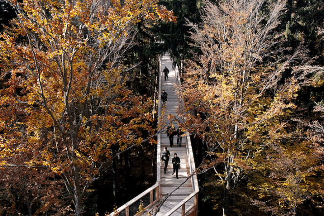 tree top, eco-tourism, eco travel, green destinations, world's longest treetop walkway, egg-shaped walkway, Germany, Bavarian Forest National Park, riskless adventure, nature, spiraling walkway, green design, sustainable design, eco design