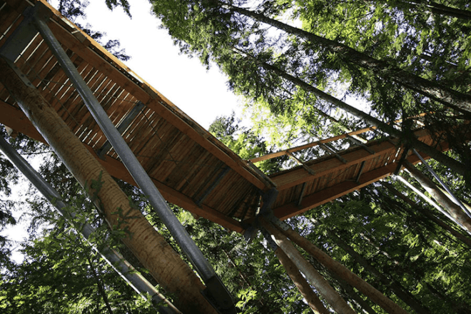 tree top, eco-tourism, eco travel, green destinations, world's longest treetop walkway, egg-shaped walkway, Germany, Bavarian Forest National Park, riskless adventure, nature, spiraling walkway, green design, sustainable design, eco design