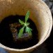 Urban Gardener Kit, Urban Gardening, urban food garden, gardening kit gift, garden gift, gardening Christmas gift