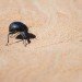 NBD Nano water bottle, Self Filling Water Bottle, Namib Desert Beetle, water collection, water issues, Deckard Sorensen
