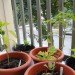 Urban Gardener Kit, Urban Gardening, urban food garden, gardening kit gift, garden gift, gardening Christmas gift