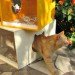 Qcha Cat Home Series, Qcha, eco-friendly cat homes, sustainable cat homes, eco-pets, green pets, green cat homes, Daniela Ogis, Stefano Ogis, Fabrizio Fillo