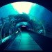 Aquarium, Singapore, S.E.A. Aquarium, Resort World Sentosa, Marine biodiversity, Marine Life Park, animal rights activism, IUCN, environmental news, Asia, Indo-Pacific bottlenose dolphins