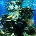 Aquarium, Singapore, S.E.A. Aquarium, Resort World Sentosa, Marine biodiversity, Marine Life Park, animal rights activism, IUCN, environmental news, Asia, Indo-Pacific bottlenose dolphins