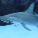Aquarium, Singapore, S.E.A. Aquarium, Resort World Sentosa, Marine biodiversity, Marine Life Park, animal rights activism, IUCN, environmental news, Asia, Indo-Pacific bottlenose dolphins