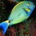 Aquarium, Singapore, S.E.A. Aquarium, Resort World Sentosa, Marine biodiversity, Marine Life Park, animal rights activism, IUCN, environmental news, Asia, Indo-Pacific bottlenose dolphins