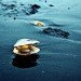 Washing State Oceans, Washington State shellfish industry, Ocean acidification, carbon dioxide in the oceans, shellfish issues, combating global warming, combating ocean acidification