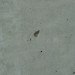 Self-healing concrete, bio concrete, bacteria concerete, Henk Jonkers, TU Delft, Self Healing cement, bio technology