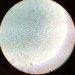 biofuel, plane, jet fuel, biodiesel, chemical process, uc berkeley, Clostridium acetobutylicum