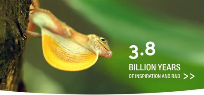 biomimicry, biomimicry.net, ask nature,asknature, inspiration in nature, design ideas, design inspiration, design tools, inspiration from nature,