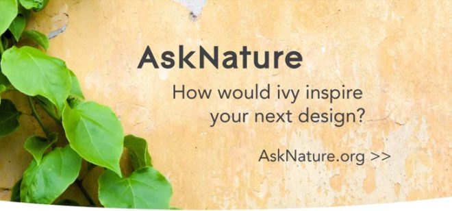 ivy, biomimicry, biomimicry.net, ask nature,asknature, inspiration in nature, design ideas, design inspiration, design tools, inspiration from nature,