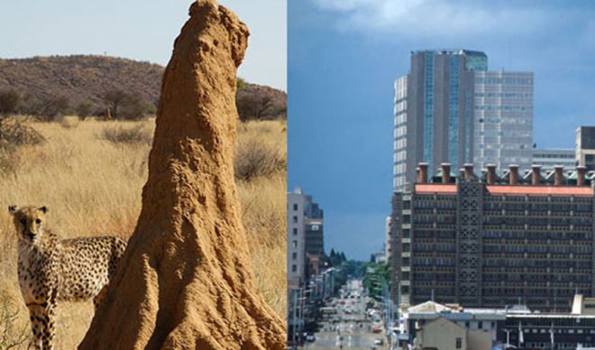 Termite Mound Inspires a Building, biomimicry, biomimicry.net, ask nature,asknature, inspiration in nature, design ideas, design inspiration, design tools, inspiration from nature,