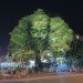 cambodian trees, clement briend, deities, spirits, projection, cambodia, light