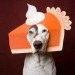 inhabitat, inhabitat team, inhabitat Thanksgiving, happy thanksgiving from inhabitat, green thanksgiving, eco thanksgiving, thanksgiving greetings, eco thanksgiving