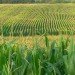 farm, field, corn, agriculture, cool farm calculator, online, application, calcuator, institute,unilever