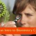 biomimicry, biomimicry.net, ask nature,asknature, inspiration in nature, design ideas, design inspiration, green design, eco design, sustainable design, design tools, inspiration from nature
