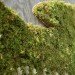 eco-art, Mosstika, edina tokodi, environmental art, graffiti, grass art, living street art, moss art, public space art, Street art, urban space, green graffiti, art nyc, green art, eco art