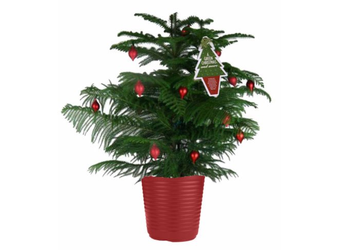 norfolk island pine, eco christmas tree, green christmas tree, green xmas tree, sustainable xmas tree, sustainable holiday decor, green holidays, green christmas, sustainably sourced wood, managed forests,