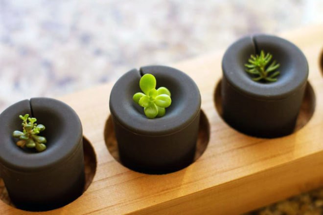 Rootcup, plant cuttings, roots, gardening, plants