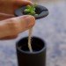 Rootcup, plant cuttings, roots, gardening, plants