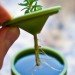 Rootcup, plant cuttings, roots, gardening, plants