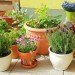 Urban Gardener Kit, Urban Gardening, urban food garden, gardening kit gift, garden gift, gardening Christmas gift