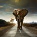 Jane Goodall, David Attenborough, illegal ivory, poaching, animal conservation, wildlife conservation, China, armed militias shoot elephants, African elephant, Tanzania, news, environmental news