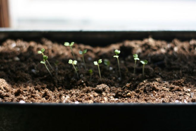 indoor gardening, windowsill garden, indoor winter gardening, winter food gardens, arugula