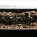 indoor gardening, windowsill garden, indoor winter gardening, winter food gardens, arugula