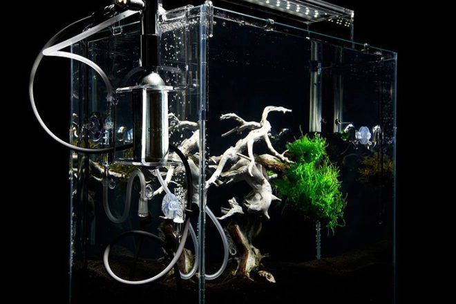 green design, eco design, sustainable design, Makoto Azuma, LEGO Bonsai, underwater bonsai, submerged bonsai, traditional bonsai