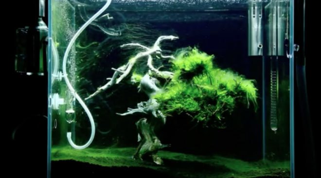 green design, eco design, sustainable design, Makoto Azuma, LEGO Bonsai, underwater bonsai, submerged bonsai, traditional bonsai