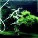 green design, eco design, sustainable design, Makoto Azuma, LEGO Bonsai, underwater bonsai, submerged bonsai, traditional bonsai