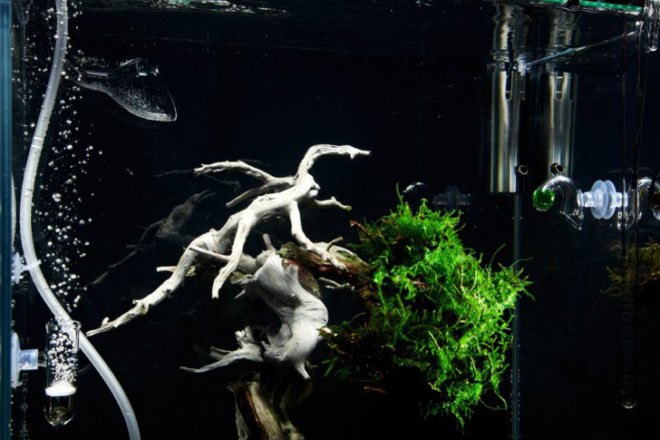 green design, eco design, sustainable design, Makoto Azuma, LEGO Bonsai, underwater bonsai, submerged bonsai, traditional bonsai