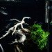 green design, eco design, sustainable design, Makoto Azuma, LEGO Bonsai, underwater bonsai, submerged bonsai, traditional bonsai