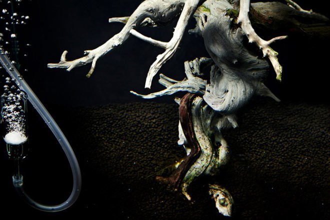 green design, eco design, sustainable design, Makoto Azuma, LEGO Bonsai, underwater bonsai, submerged bonsai, traditional bonsai