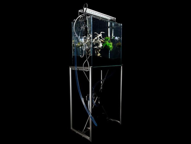 green design, eco design, sustainable design, Makoto Azuma, LEGO Bonsai, underwater bonsai, submerged bonsai, traditional bonsai