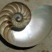 chambered nautilus, endangered species, marine species, living fossil species, marine life conservation, extinct species, environmental destruction, research fundraising campaign, marine biology, scientific research