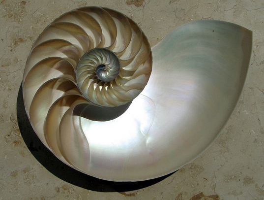 chambered nautilus, endangered species, marine species, living fossil species, marine life conservation, extinct species, environmental destruction, research fundraising campaign, marine biology, scientific research