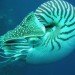 chambered nautilus, endangered species, marine species, living fossil species, marine life conservation, extinct species, environmental destruction, research fundraising campaign, marine biology, scientific research